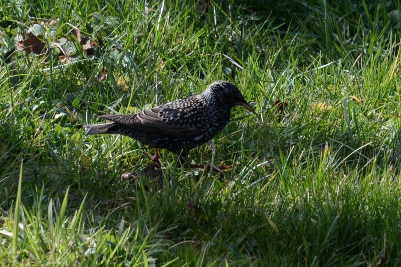 Étourneau sansonnet